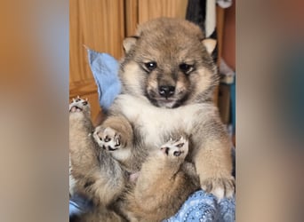 Shiba inu Welpen.   vom Haus Joe   ,Liebhaberzucht