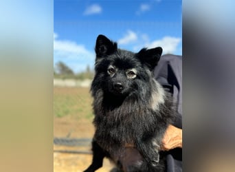 Pomeranians Magic Merlin und Chinita suchen gemeinsames Zuhause
