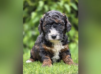 Cavapoo welpen