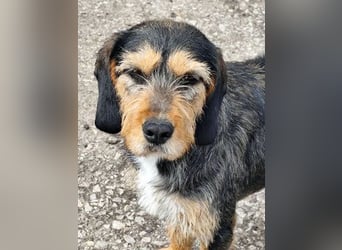 MIA - fantastische Hundedame auf Pflegestelle!