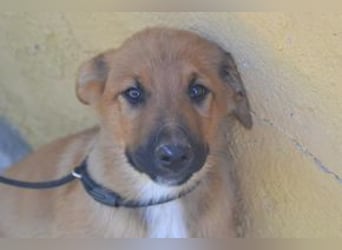Brauni, ein verspieltes Hundekind auf der Suche nach einem Zuhause fürs Leben