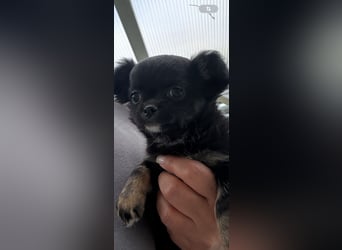 Chihuahua Welpen