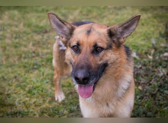 Flash – Dein Partner mit der kalten Schnauze