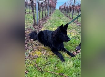 Bodhi - Neues Jahr, neues Glück? (67489 Kirrweiler)
