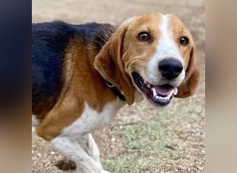 Beagle-Mix Pablito - verspielt und freundlich
