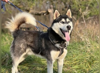 BANDIT - der verspielte und soziale Bursche möchte für immer ein Teil deiner Familie sein!