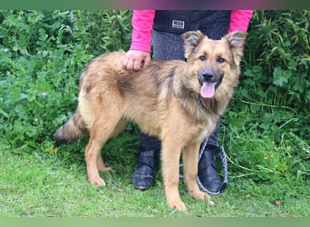 Bea, Mix Collie / Schäferhund, lieb und verträglich