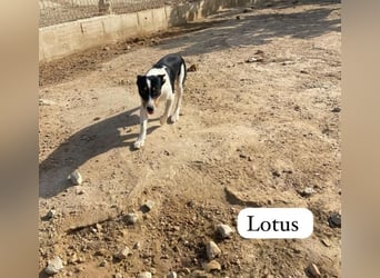 ❤️ LOTUS ❤️