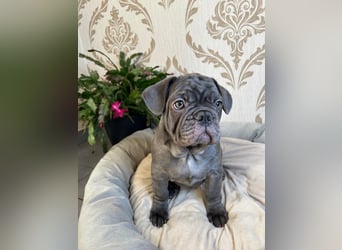 Französische Bulldoggen Welpen