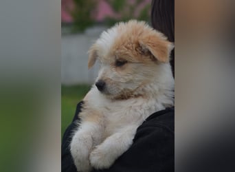 Kleiner Kiwi sucht sein Zuhause