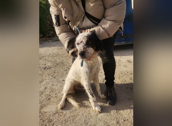 Mira – Heldin auf vier Pfoten -