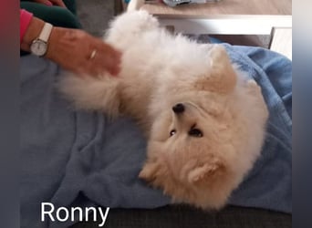 Ronny sucht versierte/n Trainingspartner/in