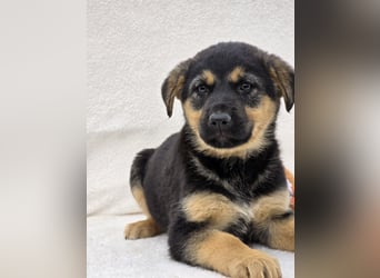 Noel, einer von 7 zauberhaften Hundewelpen die Familie suchen