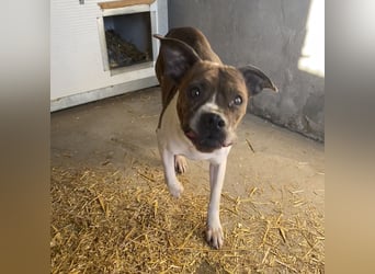 DAPHNE, süßer Boxer-Mix, sucht ihr Zuhause
