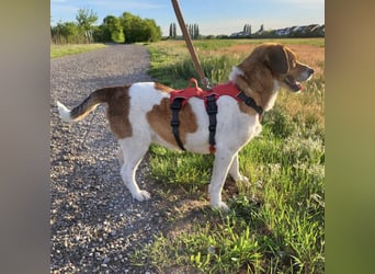 Pippa eine Kinderliebende Hündin