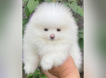 Pomeranian Zwergspitz