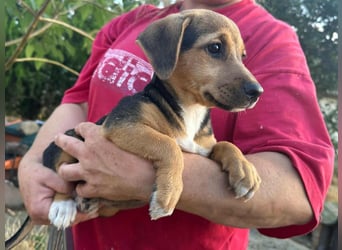 Patricia, geboren 10.04.2025, 22cm sucht ihr Zuhause