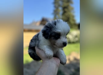 Einzigartige Mini Aussies