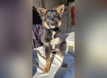 Sonnenschein Gerda sucht ihre Menschen