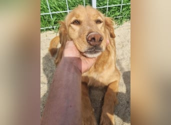 Lara – wunderschönes Retriever Mix Mädchen