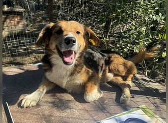 ♥MORITZ♥ wunderschöner kleiner Sonnenschein, der sich unter den großen Hunden behaupten muss 40 cm