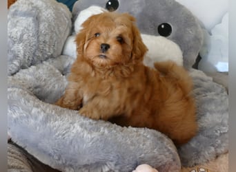 Wunderschöne Havapoo Welpen ähnlich Maltipoo (Toypudel/Zwergpudel + Havaneser)