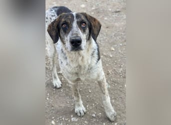 Nonga, geb. ca. 06/2023, lebt in GRIECHENLAND, im städt. Tierheim Serres