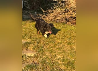 Mazli, geboren 01.01.2020, 36cm sucht ihr Zuhause