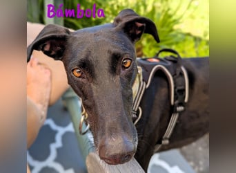 Bámbola 02/2023 (in Deutschland) - lebensfrohe, liebevolle und neugierige Galga!