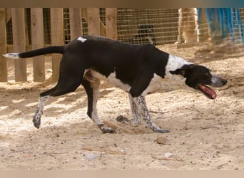 Casimo, Mix Labrador / Pointer, lieb und sozial