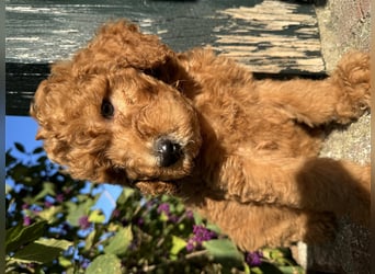 GoldenDoodle Welpen 