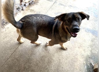 Freddy – Verspielter Entdecker sucht dich