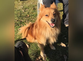 Cinnamon-SR, Süßer Spitz sucht ein Zuhause.