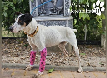 Benyamin ist fröhlich und sehr menschenbezogen (eher Einzelhund)