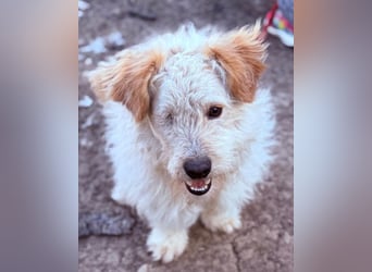 Lucky ❤️ fröhlich+aufgeweckt sucht dich!