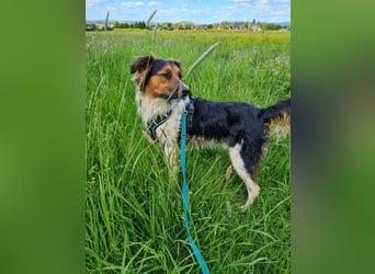 ❤️OLAF❤️ Bereits auf Pflegestelle in Deutschland