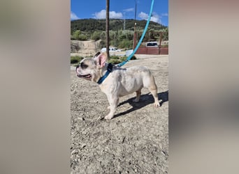 Sultan, unser Knutschgesicht