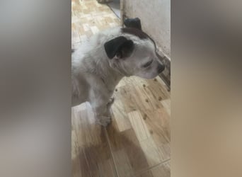 Victor-kleiner Handicaphund sucht Liebe!