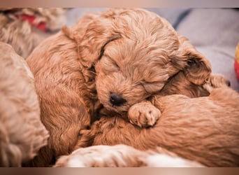 5 Wunderschöne Maltipoo-Welpen suchen ein neues, liebevolles Zuhause!