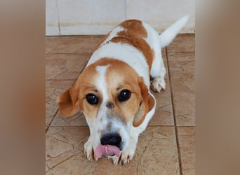 Muffin sucht ein Kuschel-Zuhause!