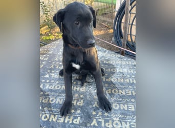❤️Labradormix Welpe Nero❤️