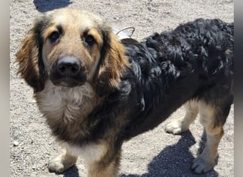 Julio ❤️ sozialer Jungrüde sucht dich!