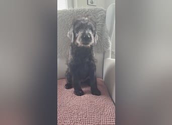 Labradoodle Welpen
