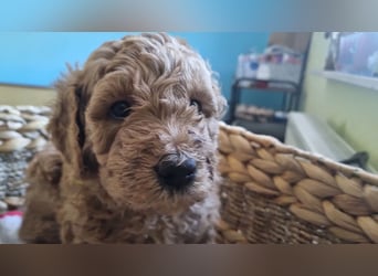 Labradoodlewelpen Rüden ab Mai abgabebereit