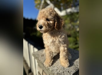 GoldenDoodle Welpen 