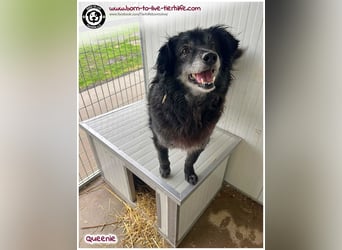 Freundliche QUEENIE sucht ein liebes Zuhause