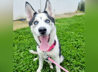 Luna - Scheidungskind - sucht aktive Menschen mit Herz und Hundeverstand