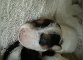 Jack Russell Terrier Welpen mit Papieren