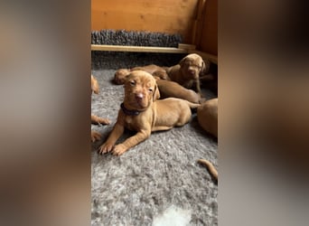 Magyar Vizsla aus Jagdlicher Leistungszucht. Ein Rüde sucht noch sein perfektes Zuhause