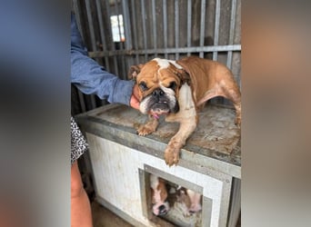 Passion, freundliches Englisch Bulldoggen Mädchen geb. 2018